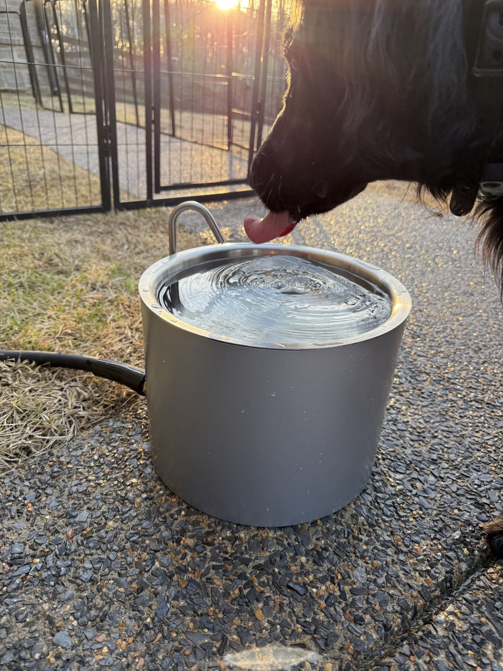 Autofill Pet Water Bowl