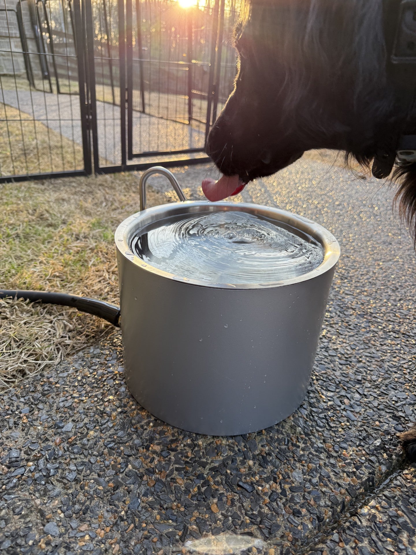 Autofill Pet Water Bowl